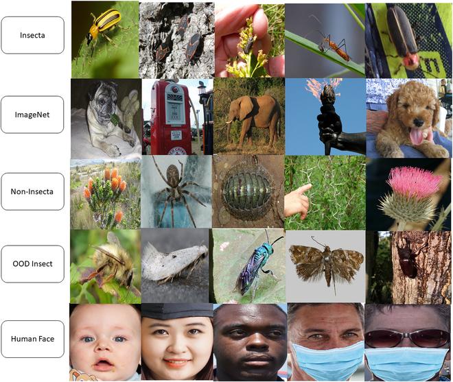 https://cdn.ncbi.nlm.nih.gov/pmc/blobs/bc0e/11065417/98ce95aff6ba/plantphenomics.0170.fig.005.jpg
