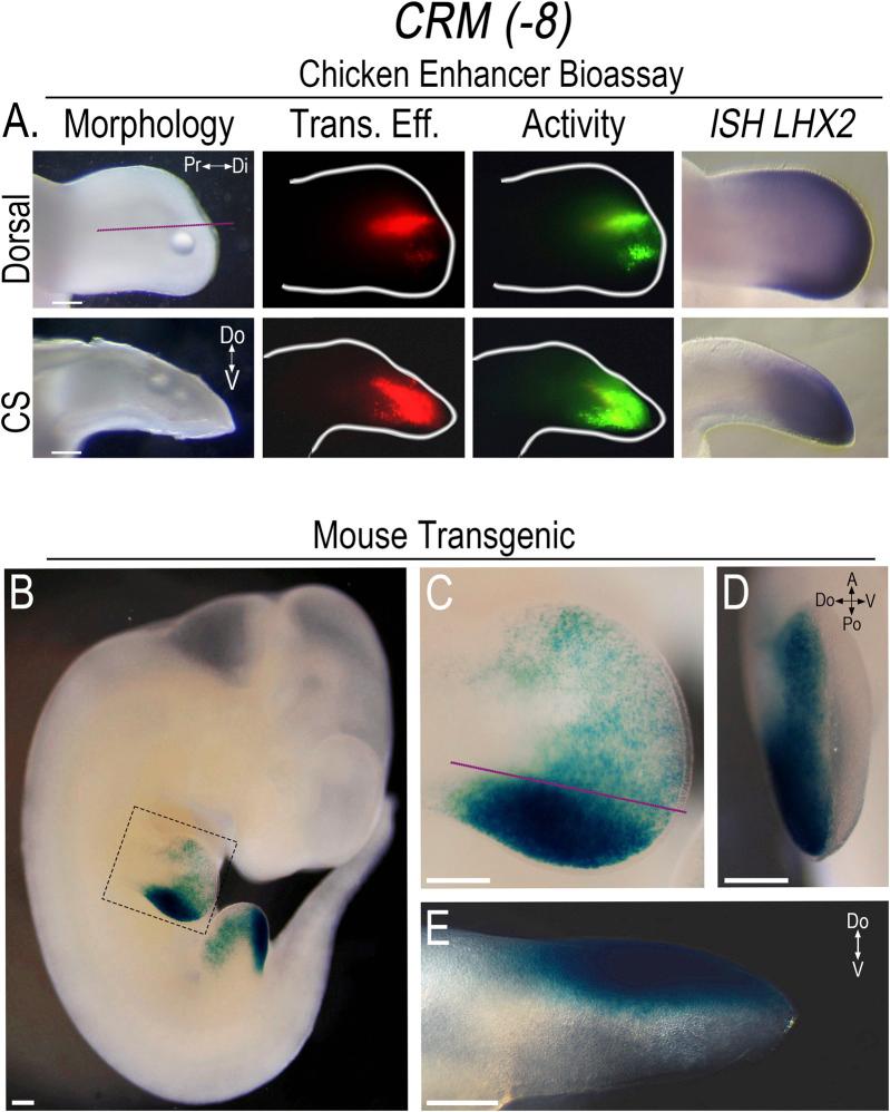 https://cdn.ncbi.nlm.nih.gov/pmc/blobs/bc11/11882541/a1974334799b/fcell-13-1552716-g003.jpg