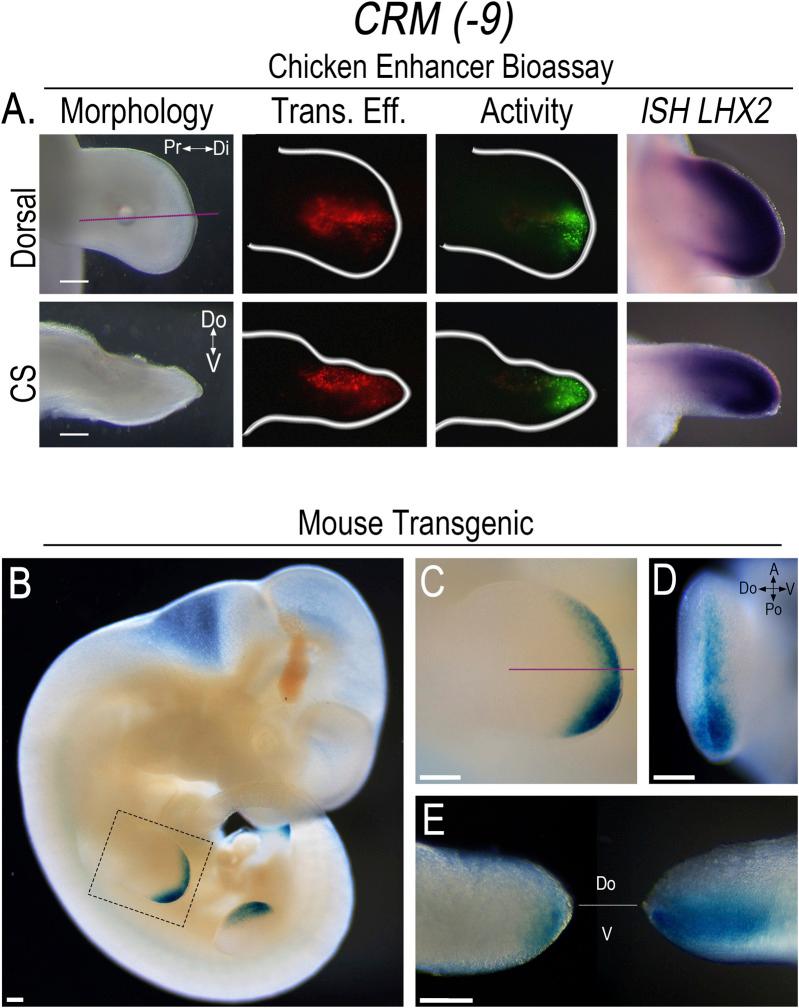 https://cdn.ncbi.nlm.nih.gov/pmc/blobs/bc11/11882541/c31284285eaa/fcell-13-1552716-g004.jpg