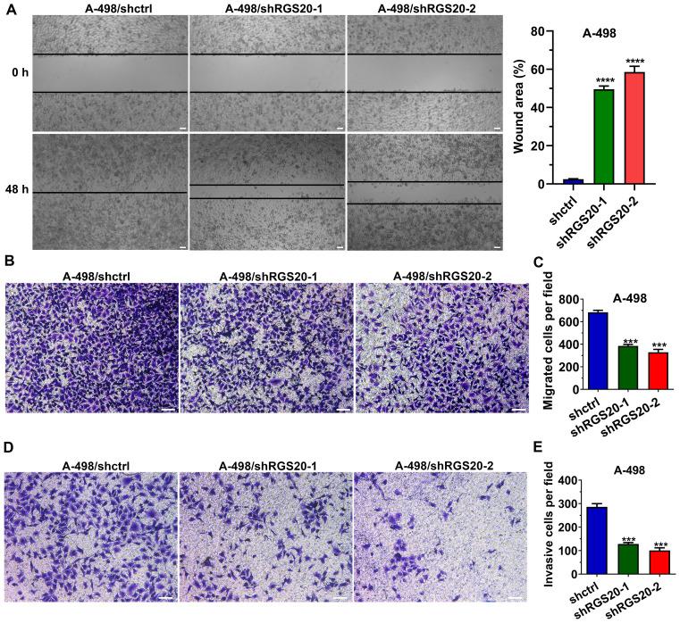 https://cdn.ncbi.nlm.nih.gov/pmc/blobs/bc15/8299006/9ec943837776/ol-22-03-12904-g03.jpg