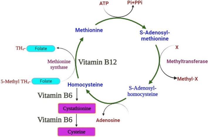 https://cdn.ncbi.nlm.nih.gov/pmc/blobs/bc16/11606883/020ac547e965/FSN3-12-8675-g005.jpg