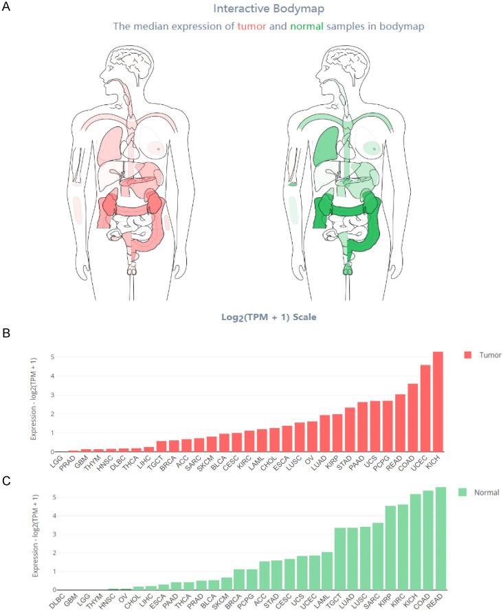 https://cdn.ncbi.nlm.nih.gov/pmc/blobs/bc1d/10777036/777dfc849049/jcav15p0714g002.jpg