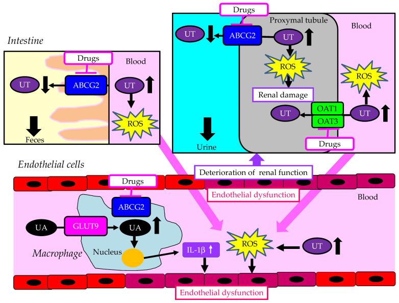 https://cdn.ncbi.nlm.nih.gov/pmc/blobs/bc20/10931163/491b182addad/cells-13-00450-g005.jpg