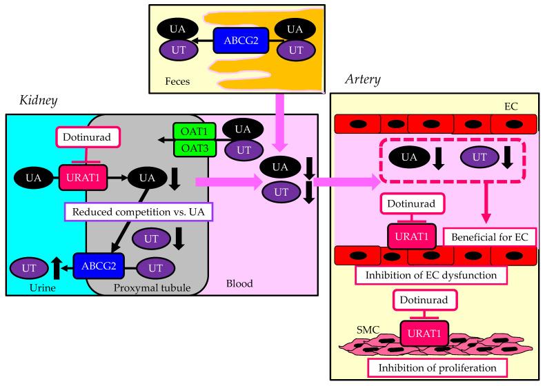 https://cdn.ncbi.nlm.nih.gov/pmc/blobs/bc20/10931163/8a44b111b5ef/cells-13-00450-g006.jpg