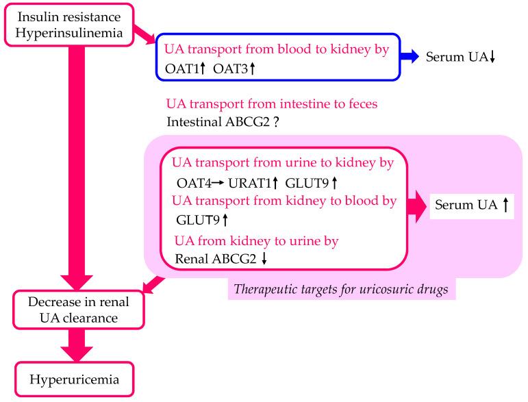 https://cdn.ncbi.nlm.nih.gov/pmc/blobs/bc20/10931163/dc801b39eea0/cells-13-00450-g002.jpg