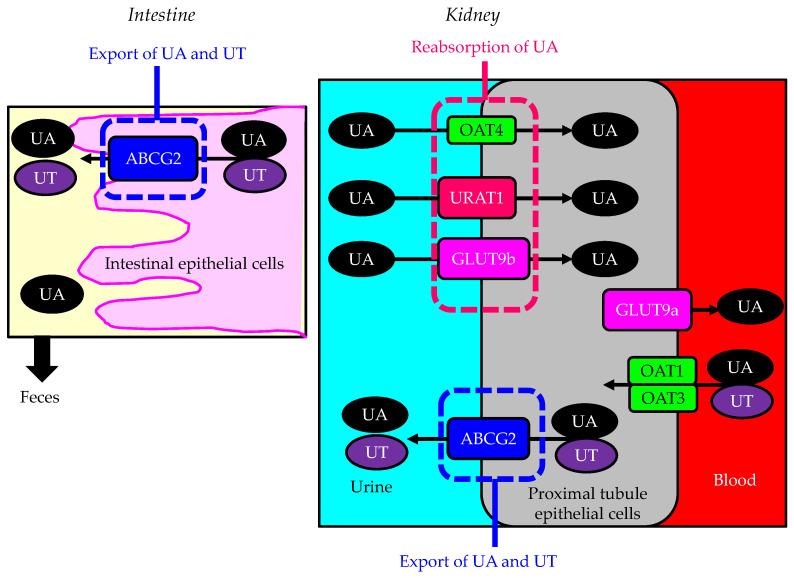 https://cdn.ncbi.nlm.nih.gov/pmc/blobs/bc20/10931163/f61977912444/cells-13-00450-g001.jpg
