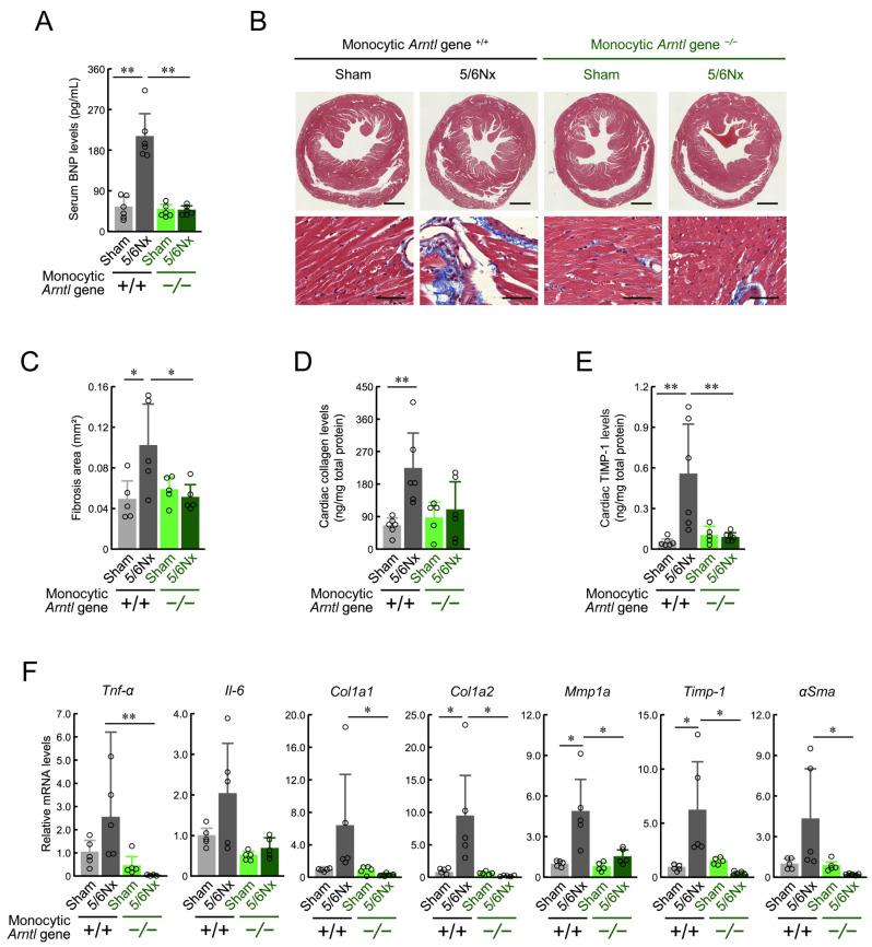 https://cdn.ncbi.nlm.nih.gov/pmc/blobs/bc22/11641442/26bc074bd0fd/ijms-25-13009-g004.jpg