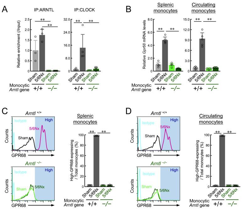 https://cdn.ncbi.nlm.nih.gov/pmc/blobs/bc22/11641442/6fd0f93e4d16/ijms-25-13009-g003.jpg