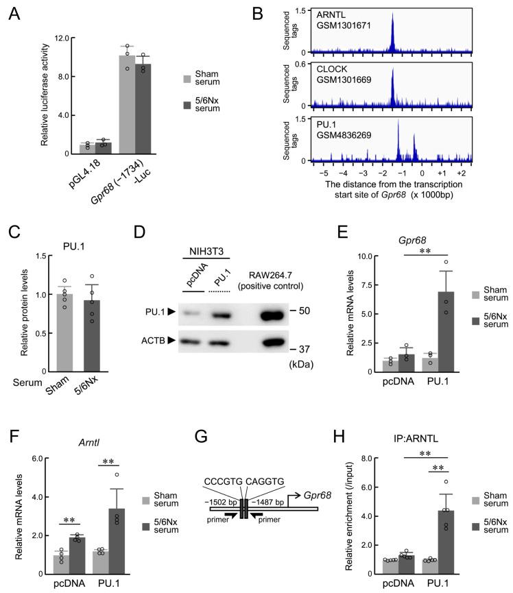 https://cdn.ncbi.nlm.nih.gov/pmc/blobs/bc22/11641442/de6cb96c86d9/ijms-25-13009-g002.jpg