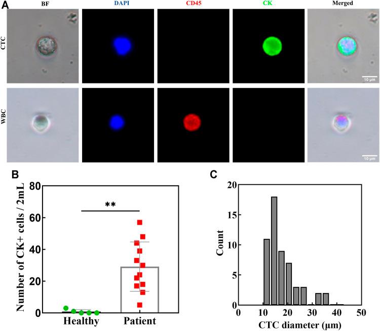 https://cdn.ncbi.nlm.nih.gov/pmc/blobs/bc23/8578950/f09a28b945a8/fbioe-09-750444-g006.jpg