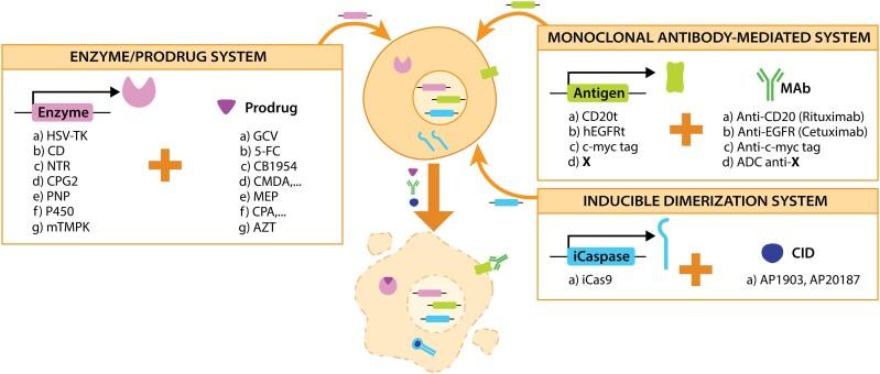 https://cdn.ncbi.nlm.nih.gov/pmc/blobs/bc24/9976985/6af656f61396/awac393f4.jpg