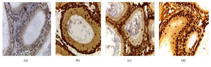https://cdn.ncbi.nlm.nih.gov/pmc/blobs/bc28/5534313/c5ec24a32703/BMRI2017-2597256.007.jpg