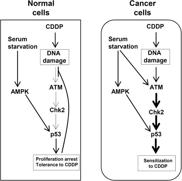 https://cdn.ncbi.nlm.nih.gov/pmc/blobs/bc29/3527202/17a2025e9d60/1471-2407-12-571-6.jpg