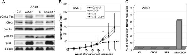 https://cdn.ncbi.nlm.nih.gov/pmc/blobs/bc29/3527202/4e9d920fae19/1471-2407-12-571-4.jpg