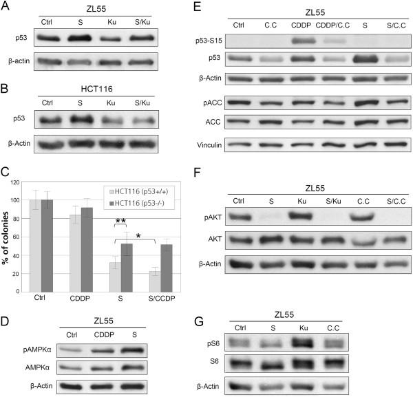 https://cdn.ncbi.nlm.nih.gov/pmc/blobs/bc29/3527202/e8eaa60dbac7/1471-2407-12-571-2.jpg
