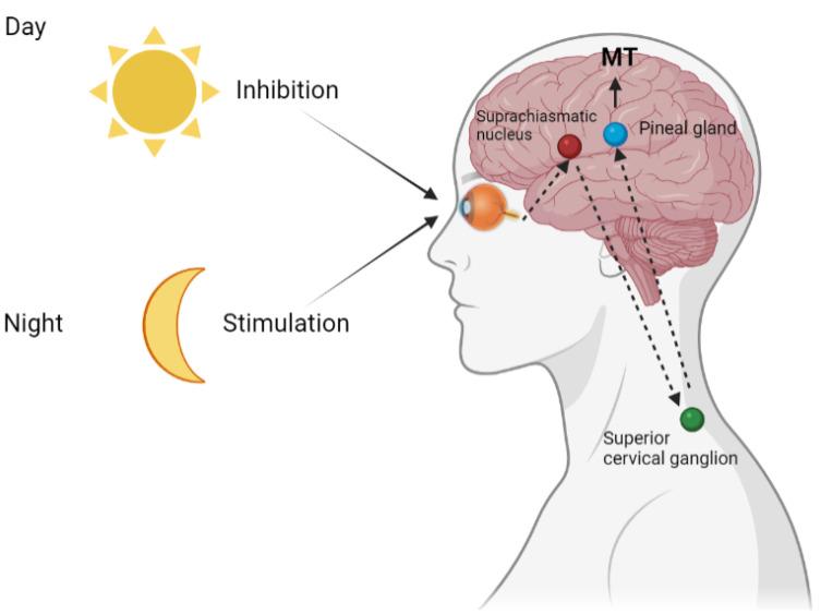 https://cdn.ncbi.nlm.nih.gov/pmc/blobs/bc29/8836571/03c4b29268af/ijms-23-01835-g002.jpg