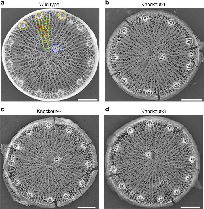 https://cdn.ncbi.nlm.nih.gov/pmc/blobs/bc2b/6599040/d5f548ecb6c5/42003_2019_436_Fig2_HTML.jpg