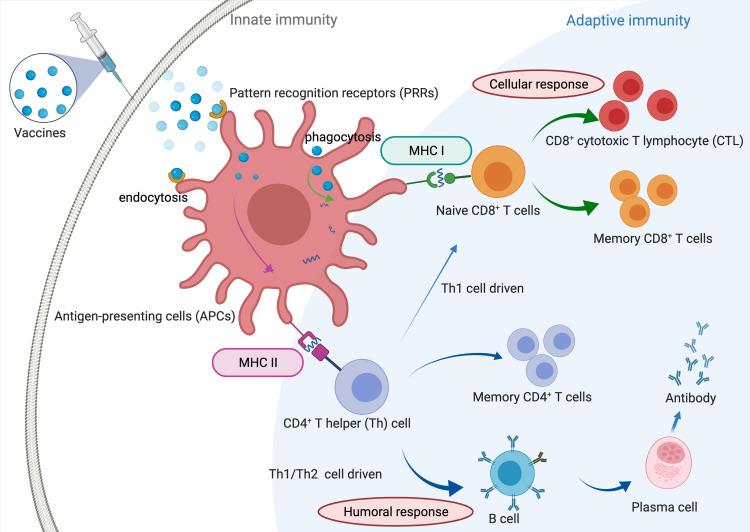 https://cdn.ncbi.nlm.nih.gov/pmc/blobs/bc2d/8887913/bab038674cd3/IJN-17-869-g0003.jpg