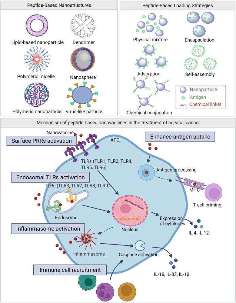 https://cdn.ncbi.nlm.nih.gov/pmc/blobs/bc2d/8887913/d53f3646c906/IJN-17-869-g0005.jpg