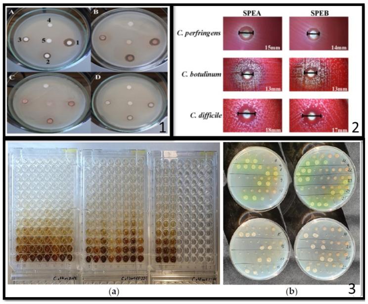 https://cdn.ncbi.nlm.nih.gov/pmc/blobs/bc33/11642384/b5e237877cd2/ijms-25-13171-g002.jpg