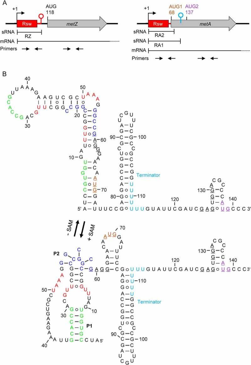 https://cdn.ncbi.nlm.nih.gov/pmc/blobs/bc36/9373788/1c3109ebf63c/KRNB_A_2110380_F0001_OC.jpg
