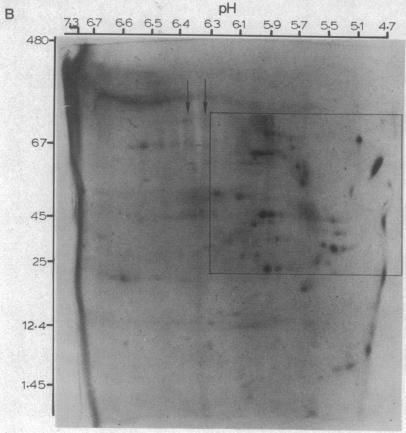 https://cdn.ncbi.nlm.nih.gov/pmc/blobs/bc38/431572/ca413bf7bb9f/pnas00030-0290-b.jpg
