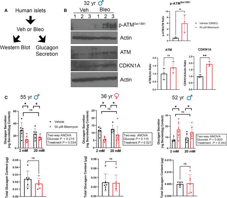 https://cdn.ncbi.nlm.nih.gov/pmc/blobs/bc38/9586489/7ac8bde12cc7/fendo-13-932516-g005.jpg