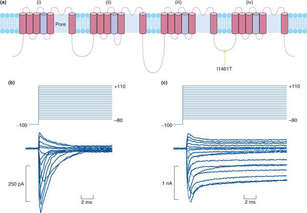 https://cdn.ncbi.nlm.nih.gov/pmc/blobs/bc3b/3706821/2fc7dbbce640/gm416-1.jpg