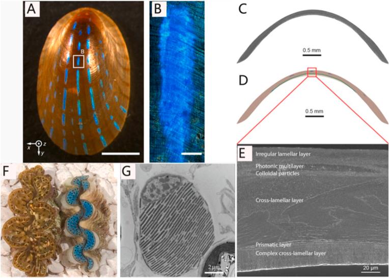 https://cdn.ncbi.nlm.nih.gov/pmc/blobs/bc3c/8102716/2d5c0da88f01/gr6.jpg