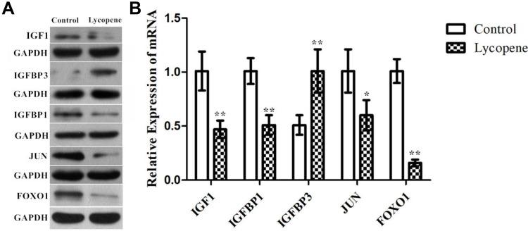 https://cdn.ncbi.nlm.nih.gov/pmc/blobs/bc46/7847369/88ee65da68a6/CMAR-13-723-g0006.jpg