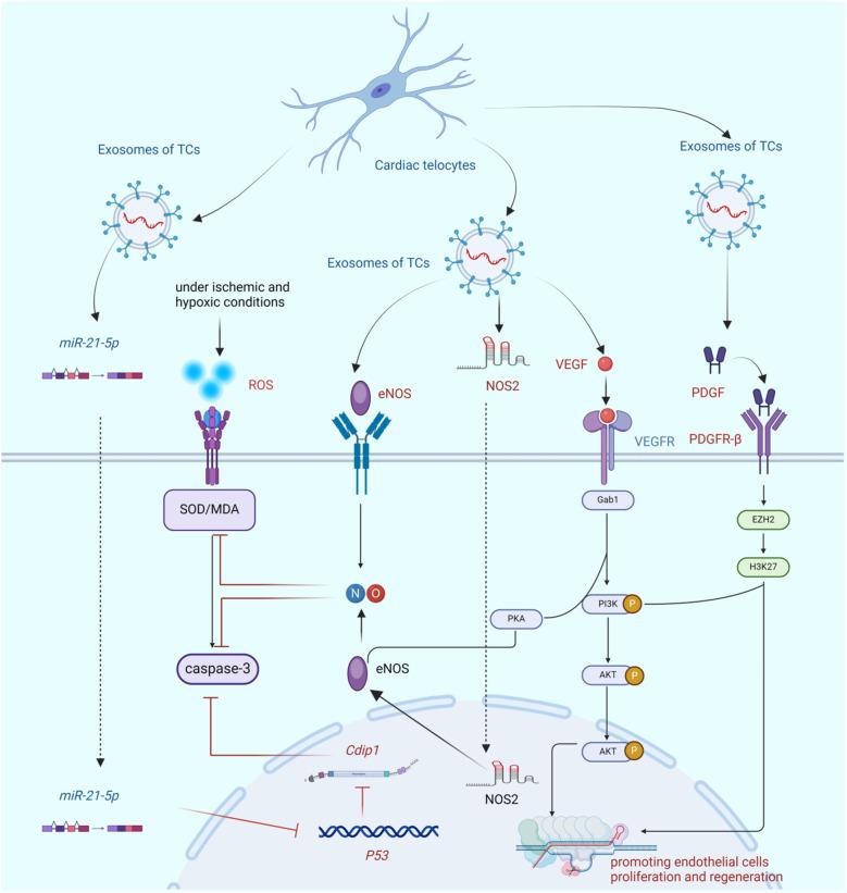 https://cdn.ncbi.nlm.nih.gov/pmc/blobs/bc47/11997980/01240d82a125/fcvm-12-1540051-g003.jpg