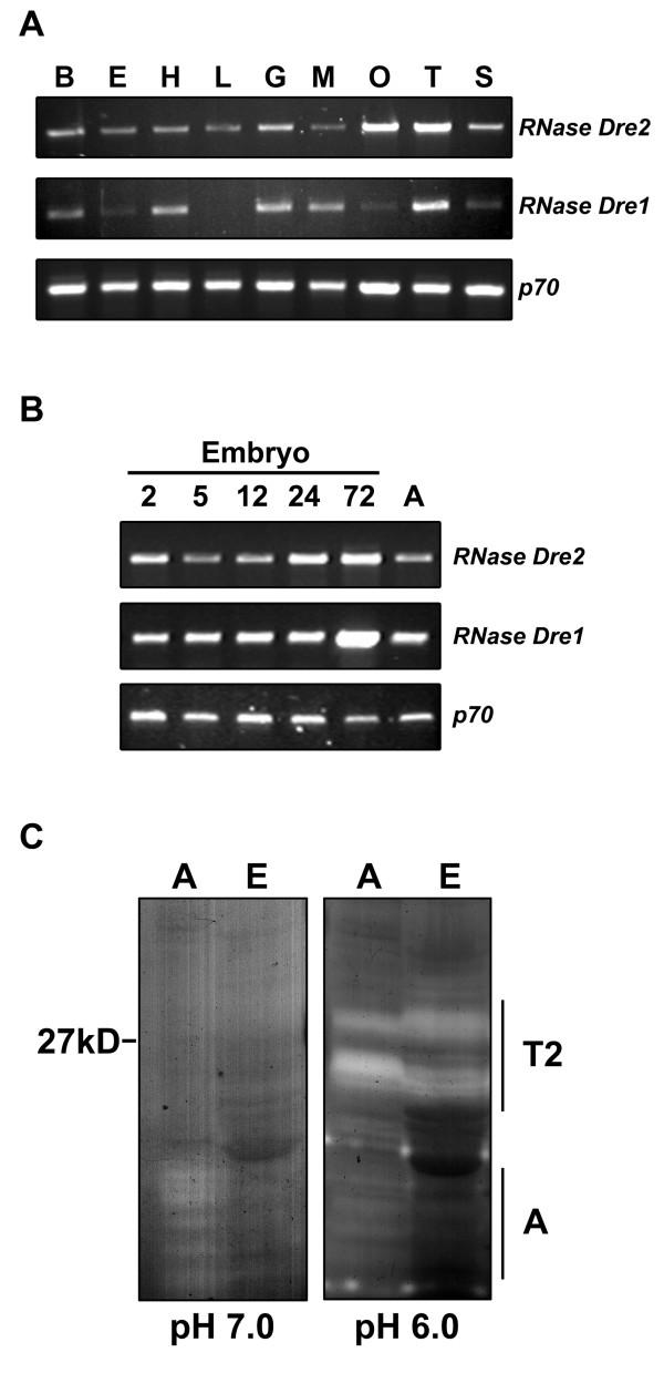 https://cdn.ncbi.nlm.nih.gov/pmc/blobs/bc4a/2720953/e4fa14c009f6/1471-2148-9-170-3.jpg