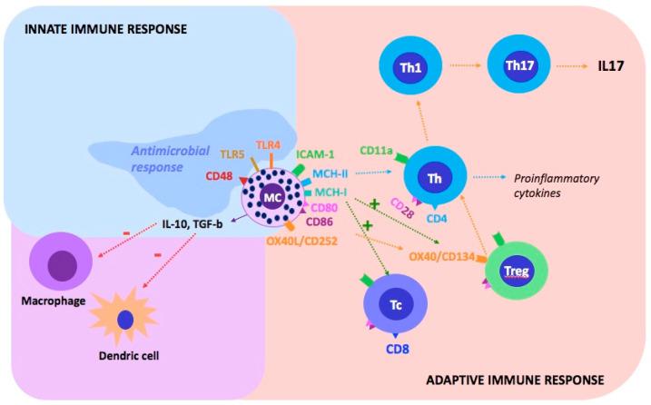 https://cdn.ncbi.nlm.nih.gov/pmc/blobs/bc4a/8705845/9ff447b71e26/ijms-22-13252-g001.jpg