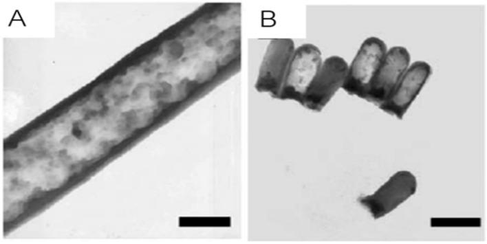 https://cdn.ncbi.nlm.nih.gov/pmc/blobs/bc4c/7178053/122bbdd0a7da/ijms-21-02455-g006.jpg