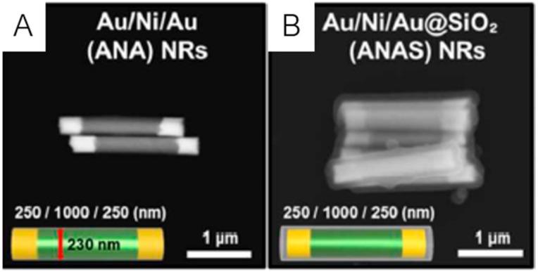 https://cdn.ncbi.nlm.nih.gov/pmc/blobs/bc4c/7178053/e416d056efab/ijms-21-02455-g007.jpg