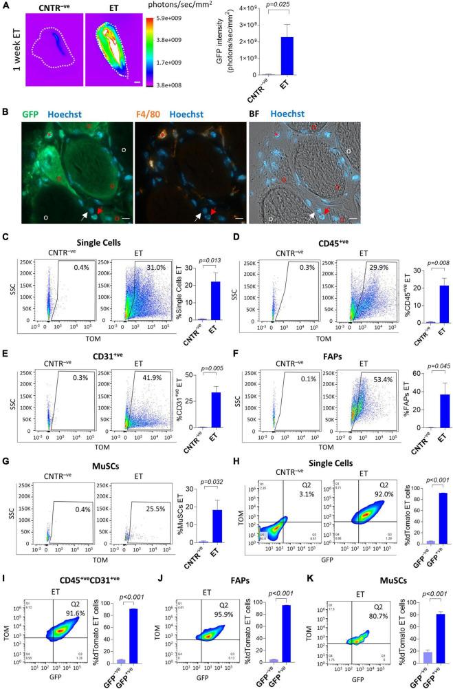 https://cdn.ncbi.nlm.nih.gov/pmc/blobs/bc4c/9010744/d6a51ea3deeb/fphys-13-834705-g001.jpg