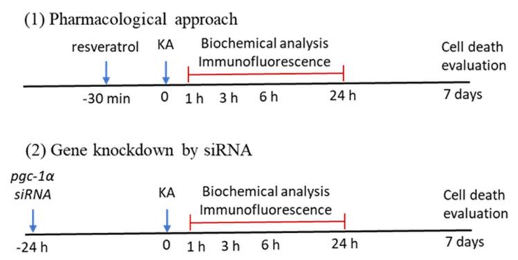 https://cdn.ncbi.nlm.nih.gov/pmc/blobs/bc4f/7583914/02b01f9aca6e/ijms-21-07247-g010.jpg