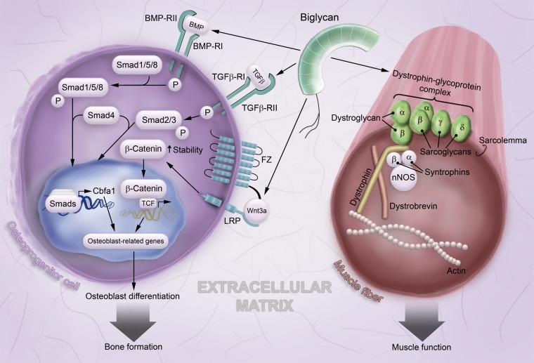 https://cdn.ncbi.nlm.nih.gov/pmc/blobs/bc59/3527886/3ecf8e1fa978/10.1369_0022155412456380-fig2.jpg