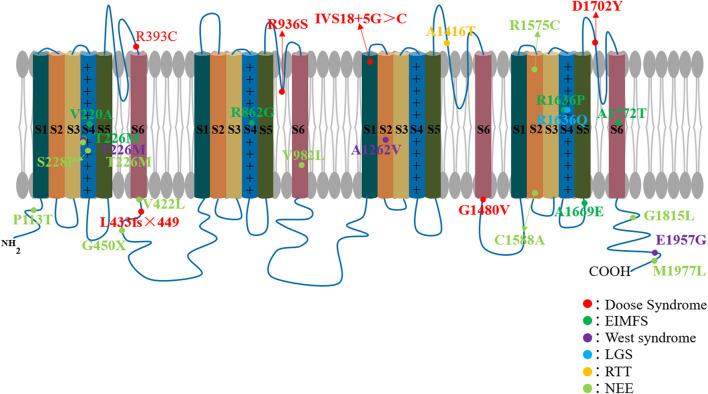 https://cdn.ncbi.nlm.nih.gov/pmc/blobs/bc59/8739186/c3c756aca537/fneur-12-743726-g0002.jpg