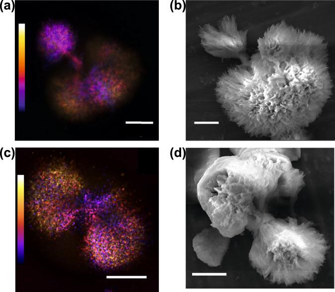 https://cdn.ncbi.nlm.nih.gov/pmc/blobs/bc5b/9392779/e50b207587fc/42003_2022_3810_Fig2_HTML.jpg