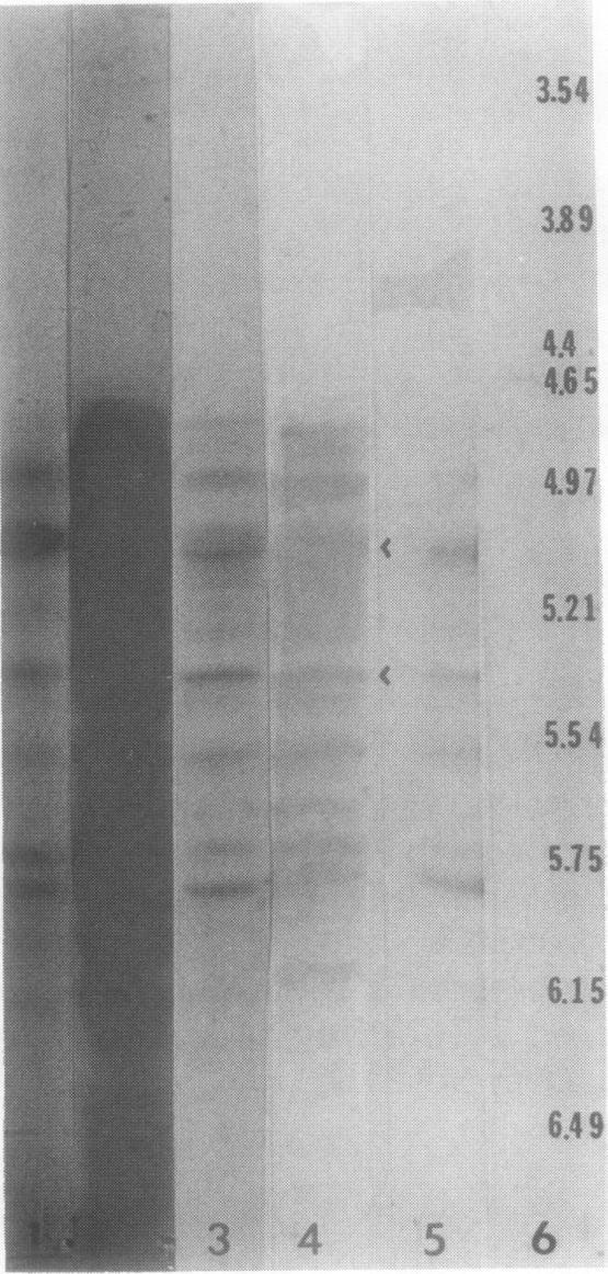 https://cdn.ncbi.nlm.nih.gov/pmc/blobs/bc62/1080213/7bb16872e90e/plntphys00701-0076-a.jpg
