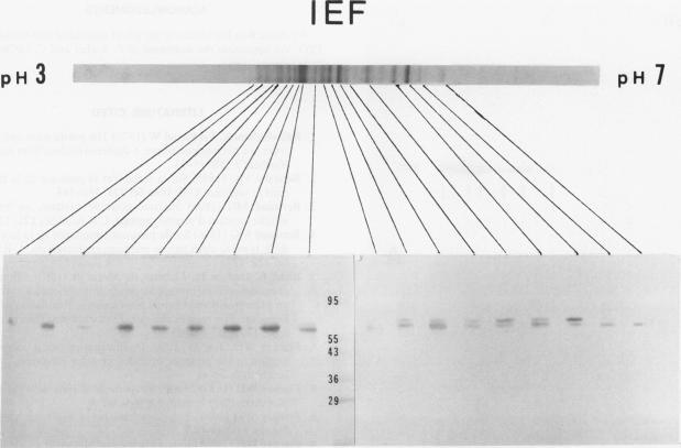 https://cdn.ncbi.nlm.nih.gov/pmc/blobs/bc62/1080213/8112b8b8d9f4/plntphys00701-0077-a.jpg