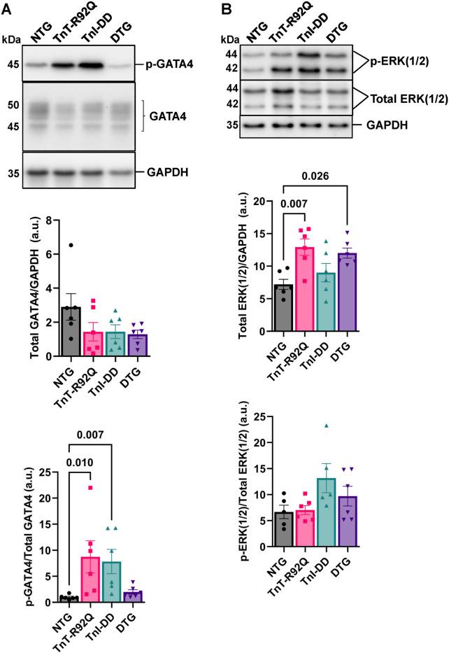 https://cdn.ncbi.nlm.nih.gov/pmc/blobs/bc67/12141004/3f5dcc7daf40/fphys-16-1600117-g007.jpg