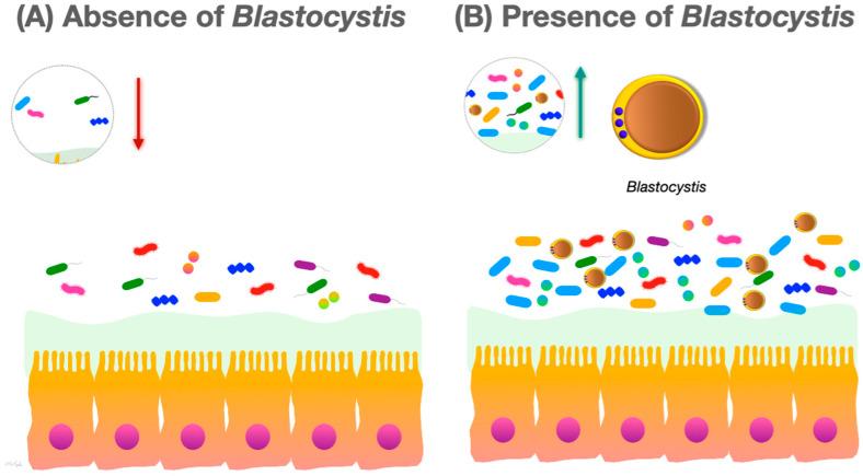 https://cdn.ncbi.nlm.nih.gov/pmc/blobs/bc68/10972062/be453a9d8afc/microorganisms-12-00461-g001.jpg