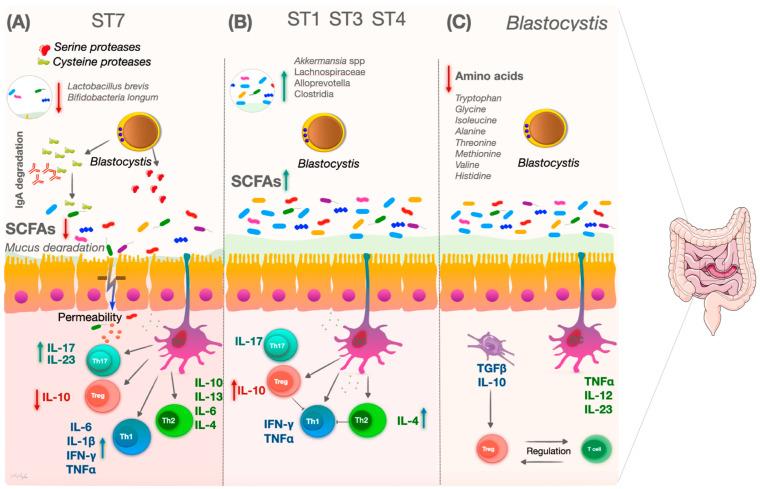 https://cdn.ncbi.nlm.nih.gov/pmc/blobs/bc68/10972062/bee7e2173b77/microorganisms-12-00461-g002.jpg