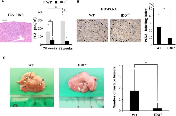 https://cdn.ncbi.nlm.nih.gov/pmc/blobs/bc6f/4699706/6db39e75d6fb/pone.0146279.g001.jpg