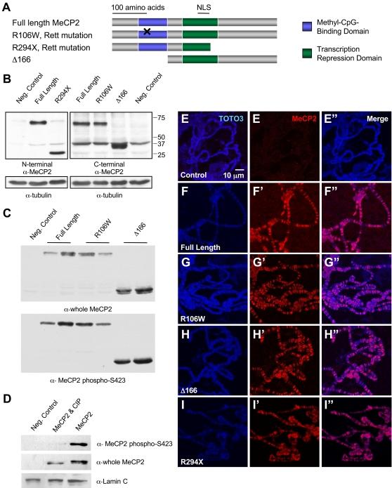 https://cdn.ncbi.nlm.nih.gov/pmc/blobs/bc75/2518867/5e5e2dfd34e4/pgen.1000179.g001.jpg