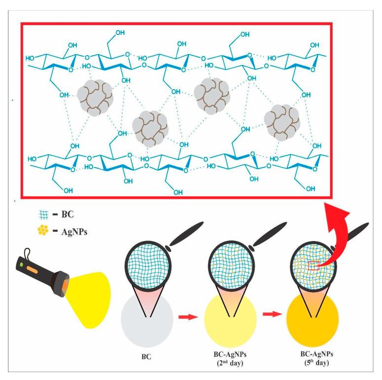 https://cdn.ncbi.nlm.nih.gov/pmc/blobs/bc76/12195901/db5b453fd671/pharmaceuticals-18-00799-g006.jpg