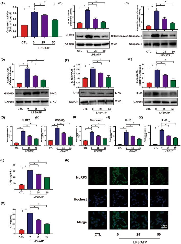 https://cdn.ncbi.nlm.nih.gov/pmc/blobs/bc77/11109626/3a80f7cc10c1/JCMM-28-e18239-g003.jpg
