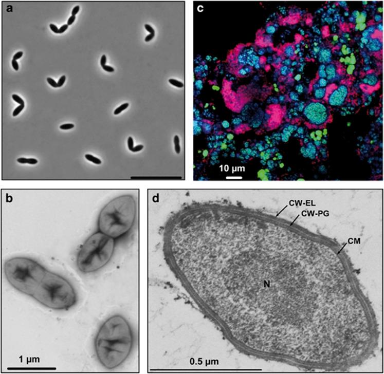 https://cdn.ncbi.nlm.nih.gov/pmc/blobs/bc78/3504966/e105644e48a4/ismej201270f1.jpg